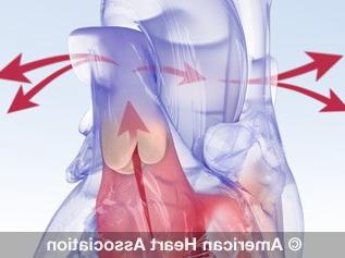 Heart valve anatomy animation